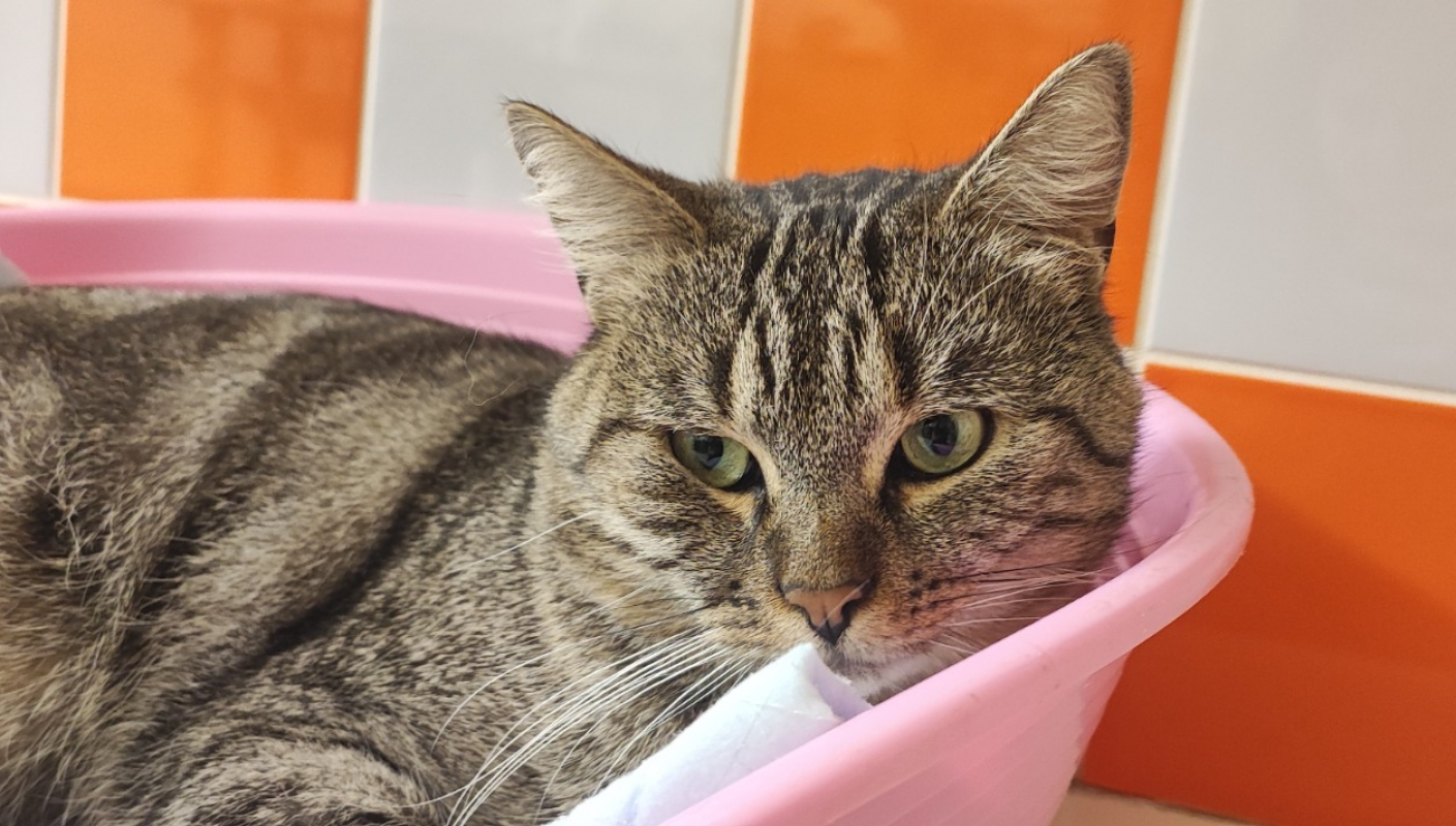 Photo #1 de Tiger ex