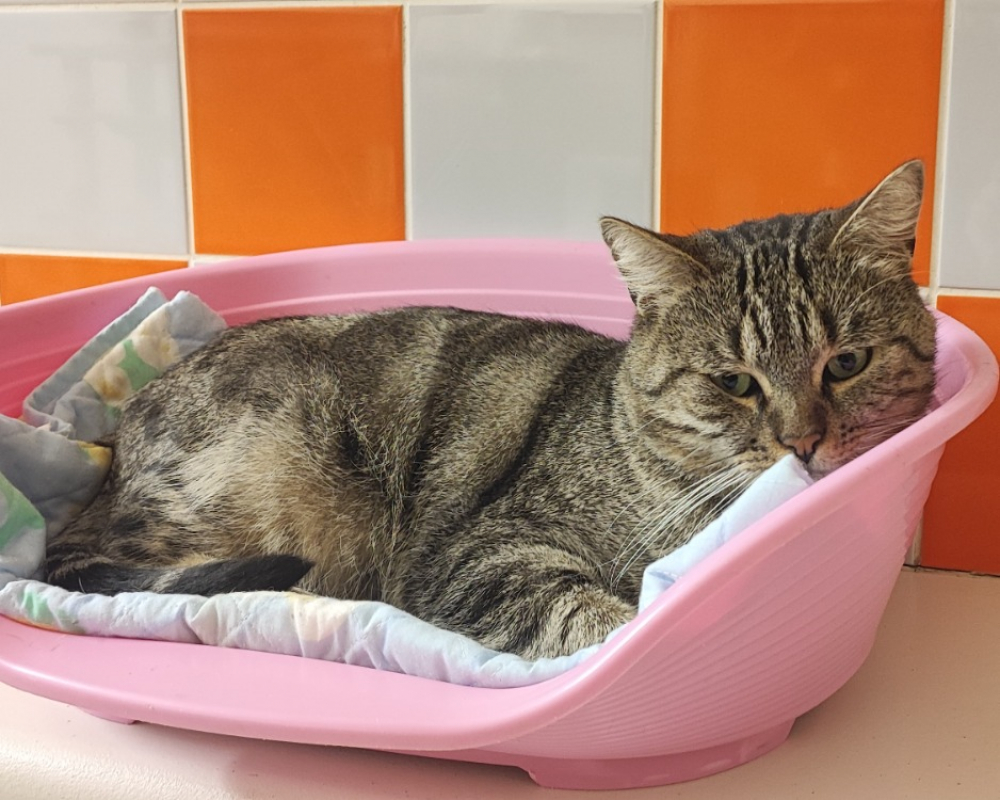 Photo #2 de Tiger ex