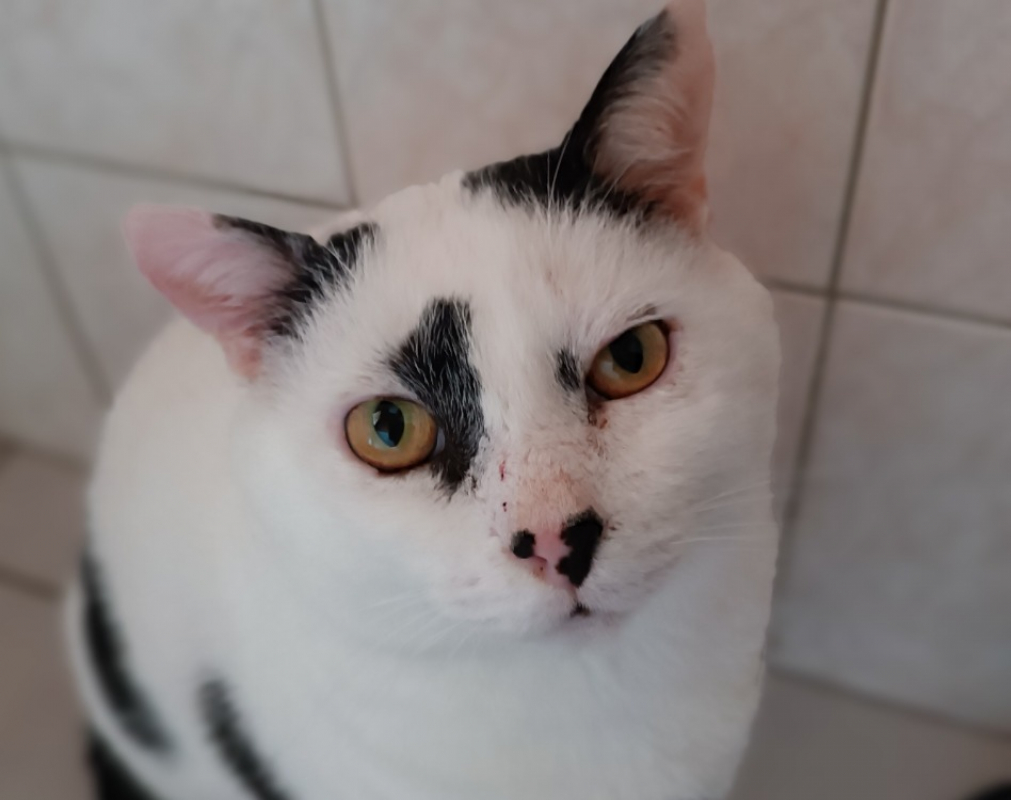 Photo #1 de Arlequin