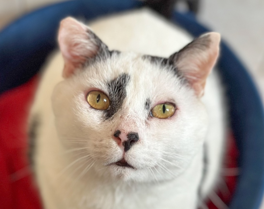 Photo #1 de Arlequin