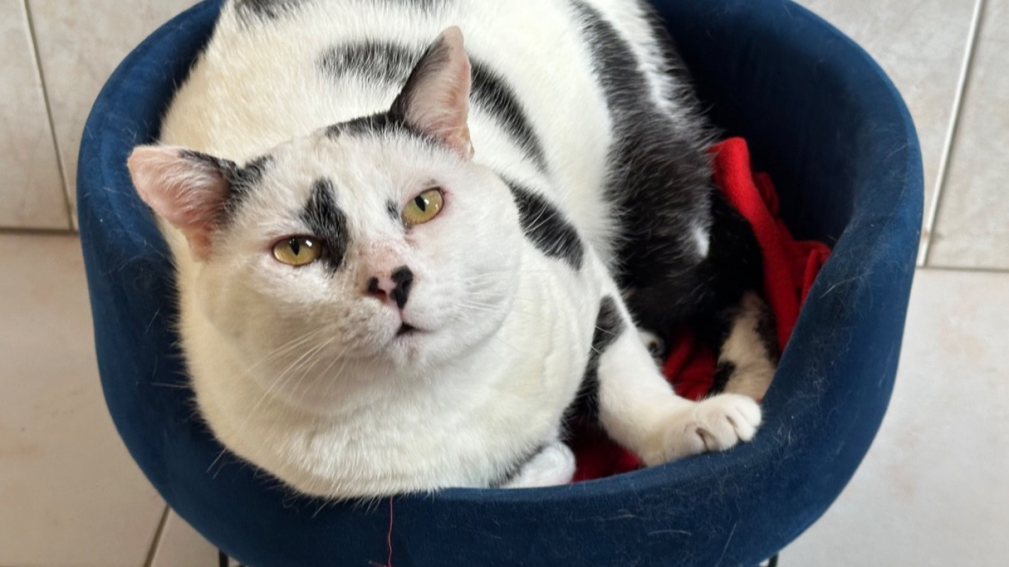 Photo #2 de Arlequin