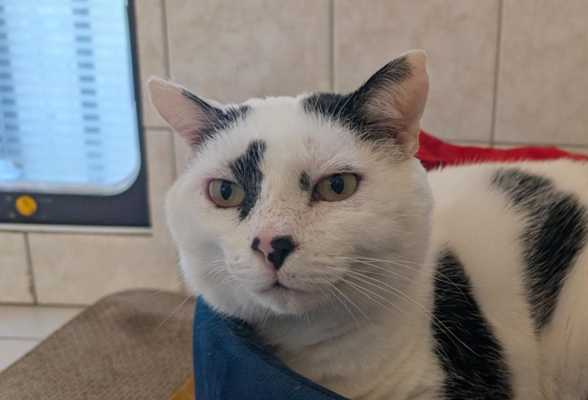 Photo #4 de Arlequin