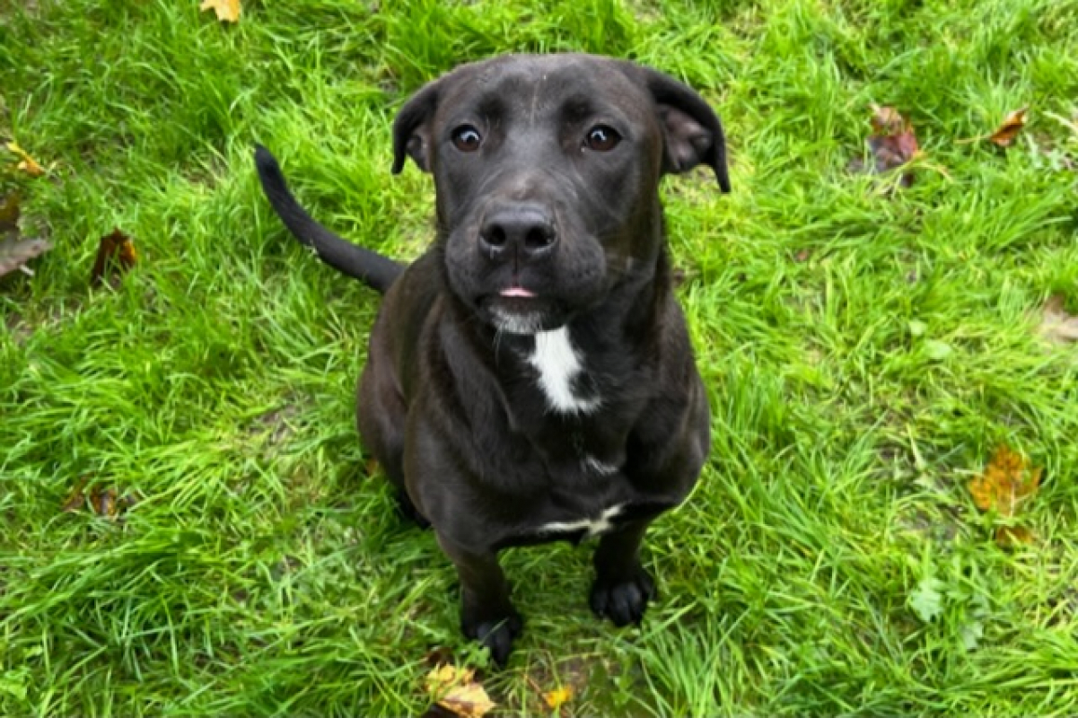 Photo #4 de Iris