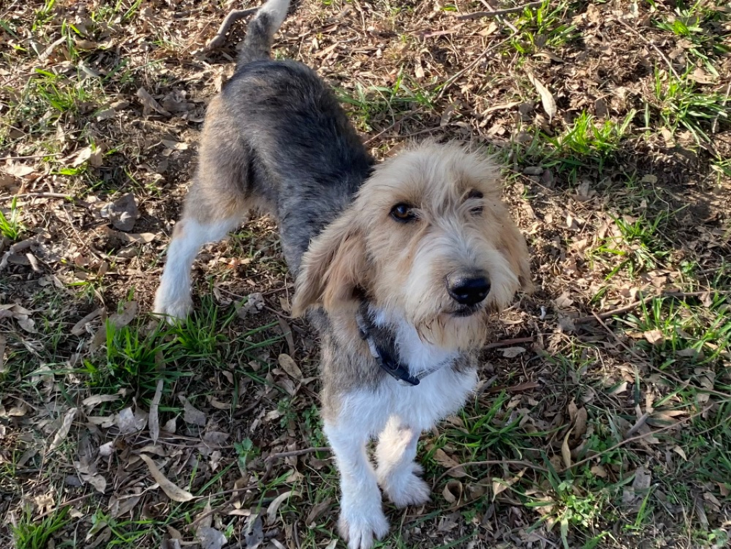 Photo #1 de Broussaille