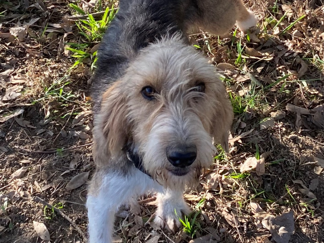 Photo #2 de Broussaille