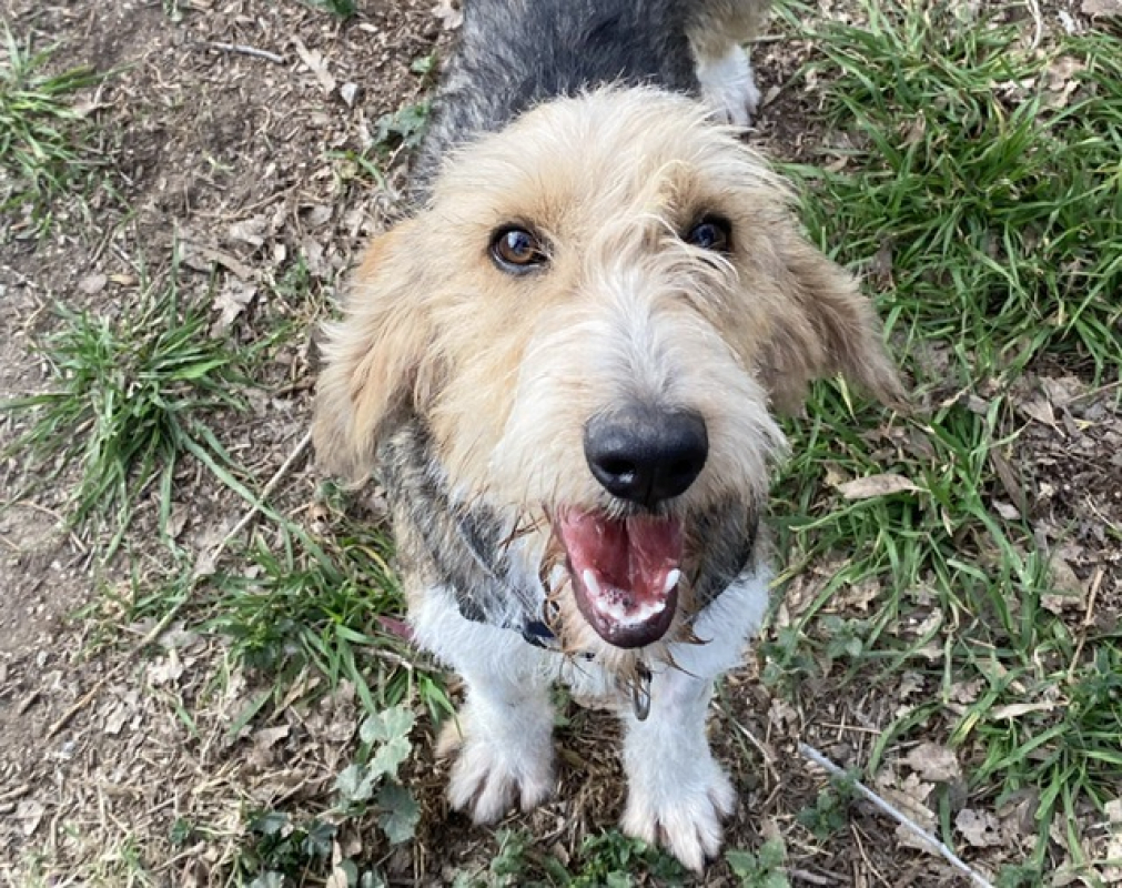 Photo #3 de Broussaille