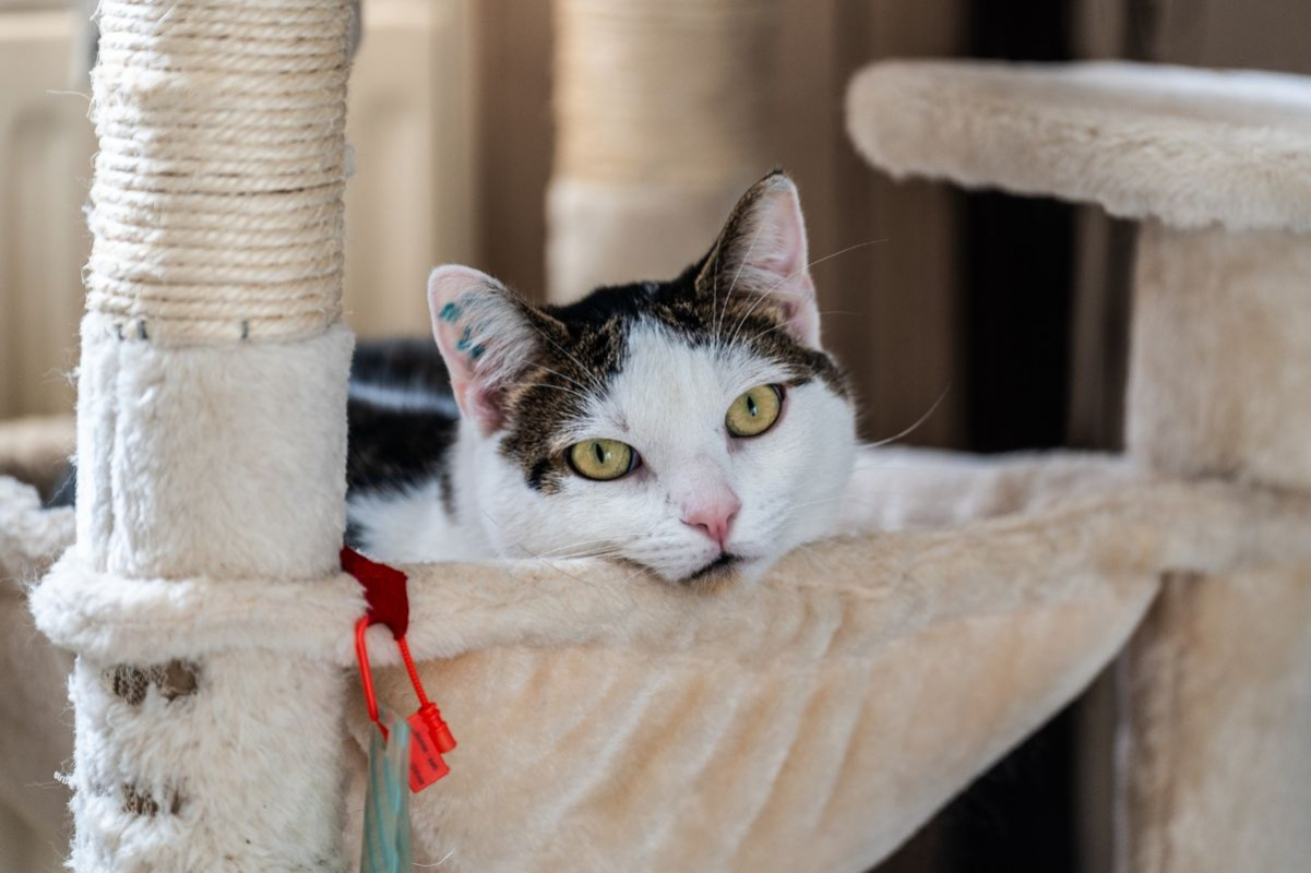 Photo #2 de Mia et Moka