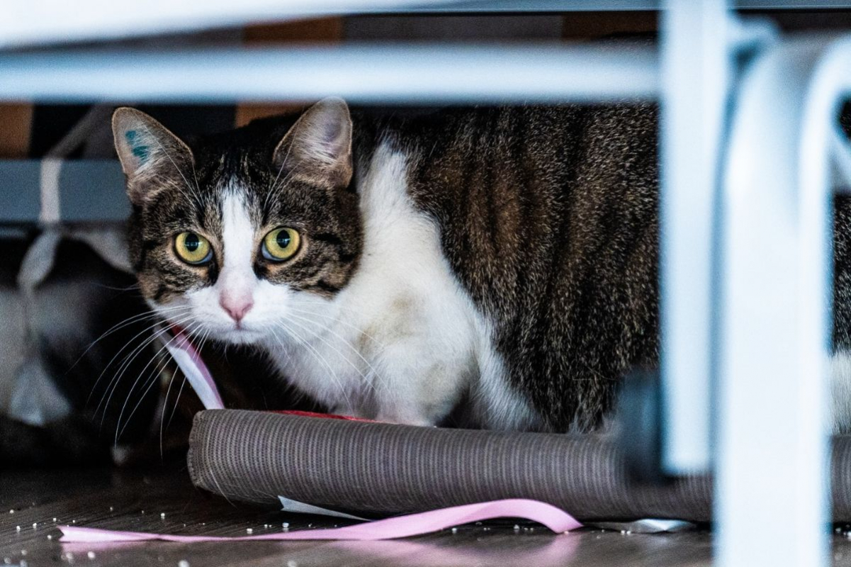 Photo #4 de Mia et Moka