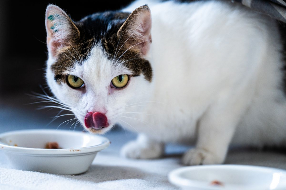 Photo #5 de Mia et Moka