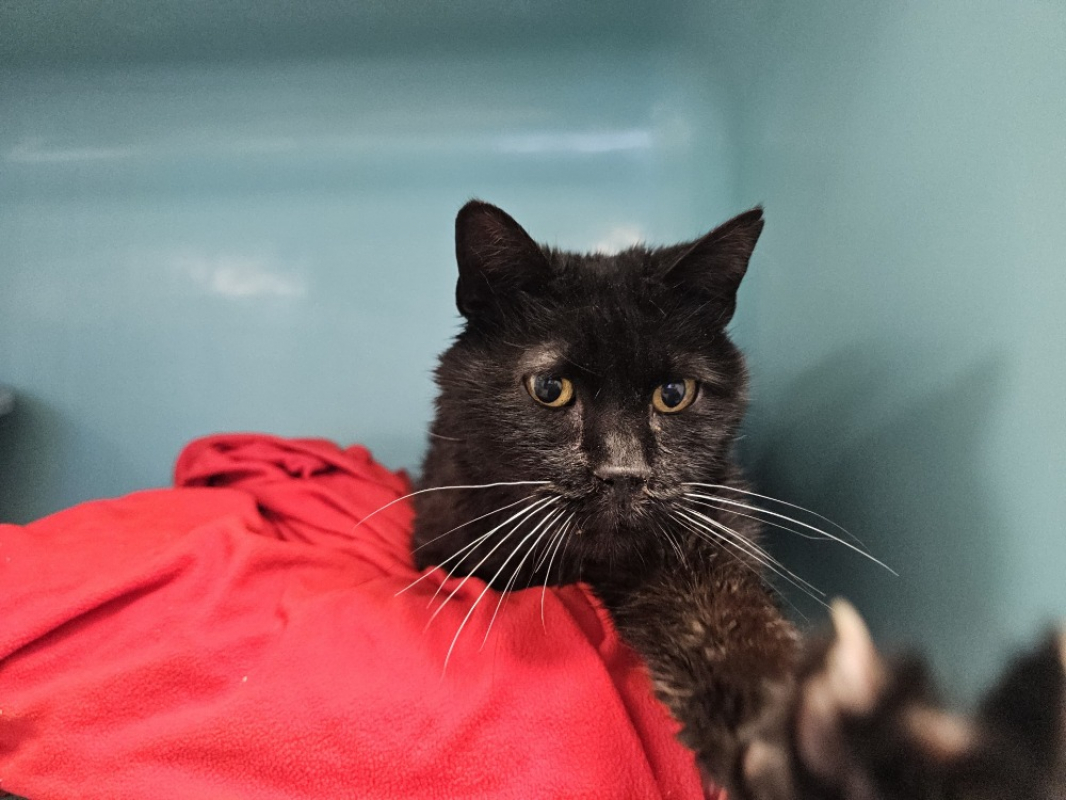 Photo #2 de Reglisse