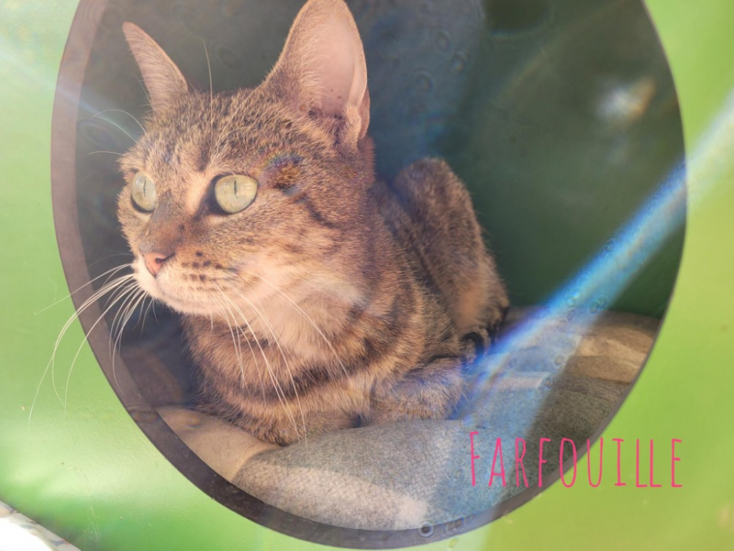 Photo de Farfouille