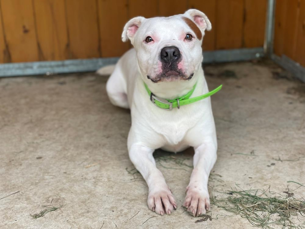 Photo #1 de Montdorg