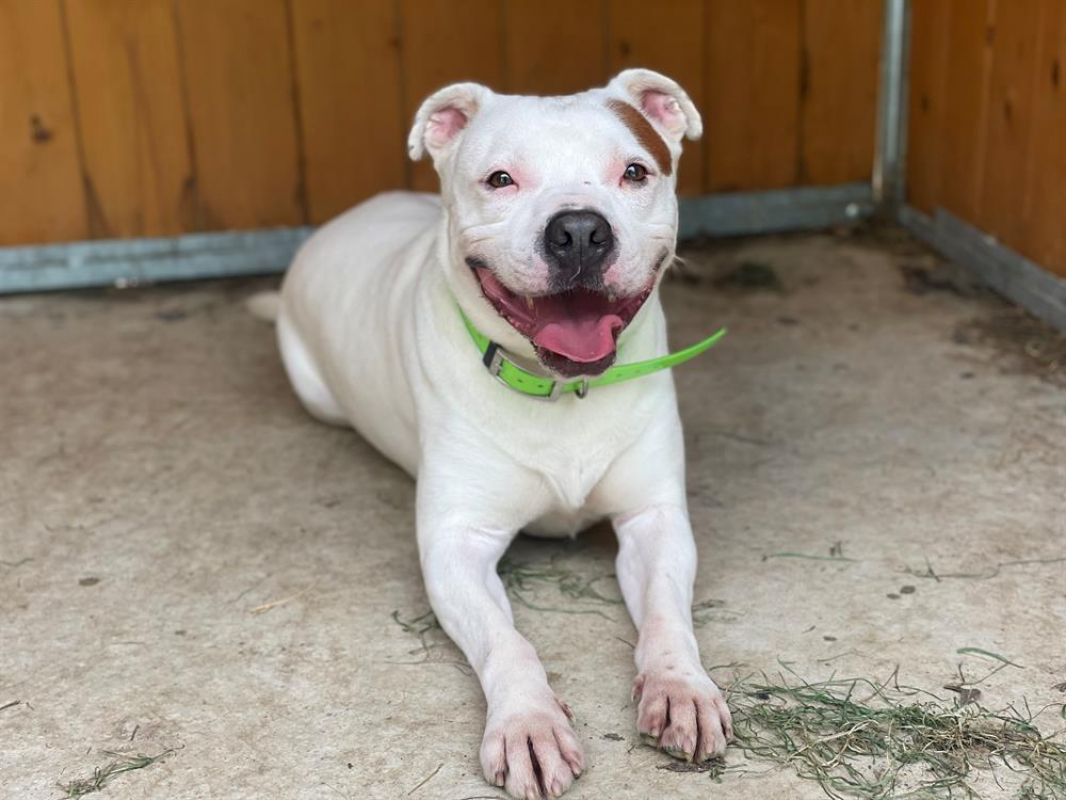 Photo #2 de Montdorg