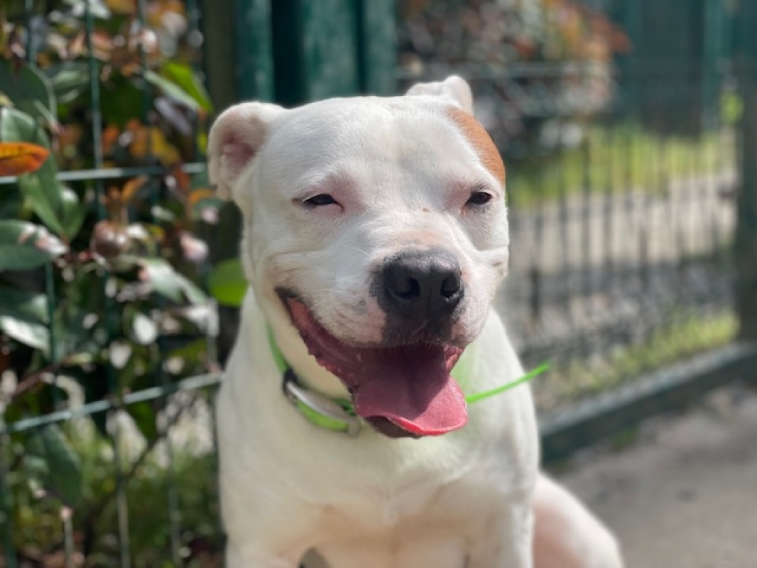 Photo #4 de Montdorg