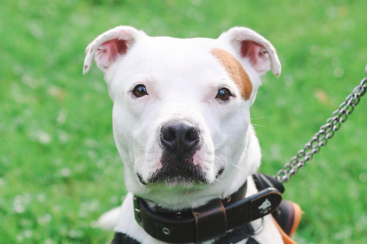 Photo #5 de Montdorg