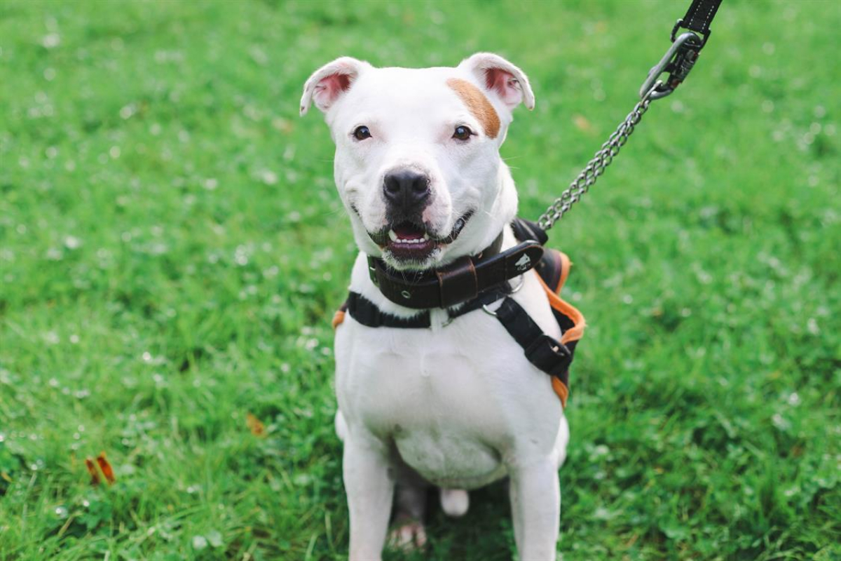 Photo #6 de Montdorg