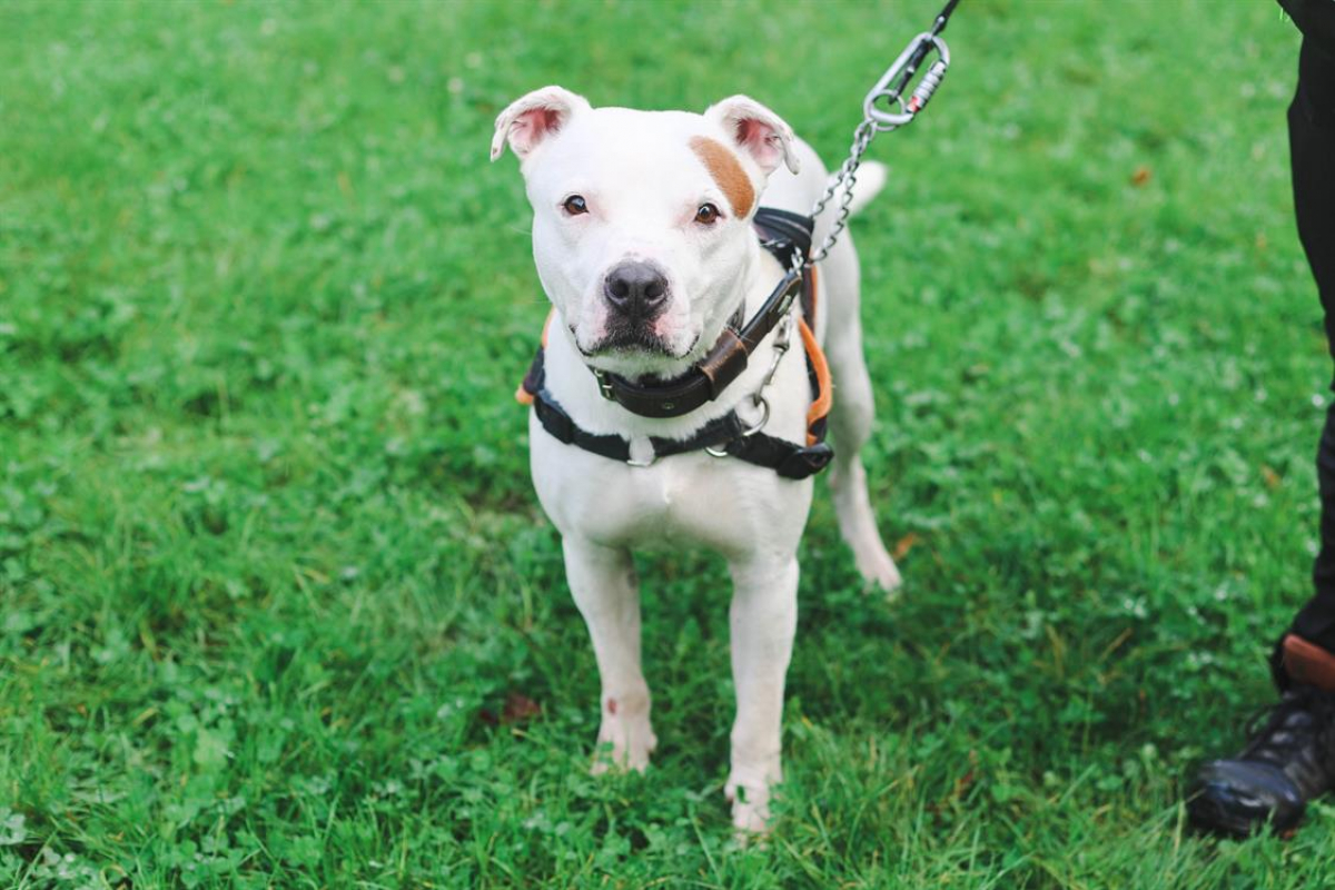 Photo #7 de Montdorg