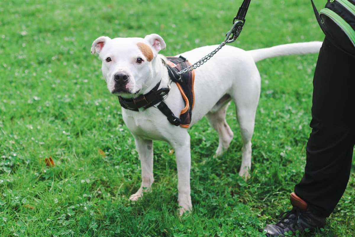 Photo #8 de Montdorg