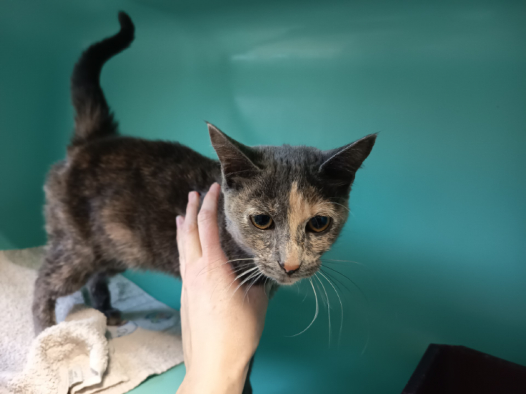 Photo #1 de Guimauve