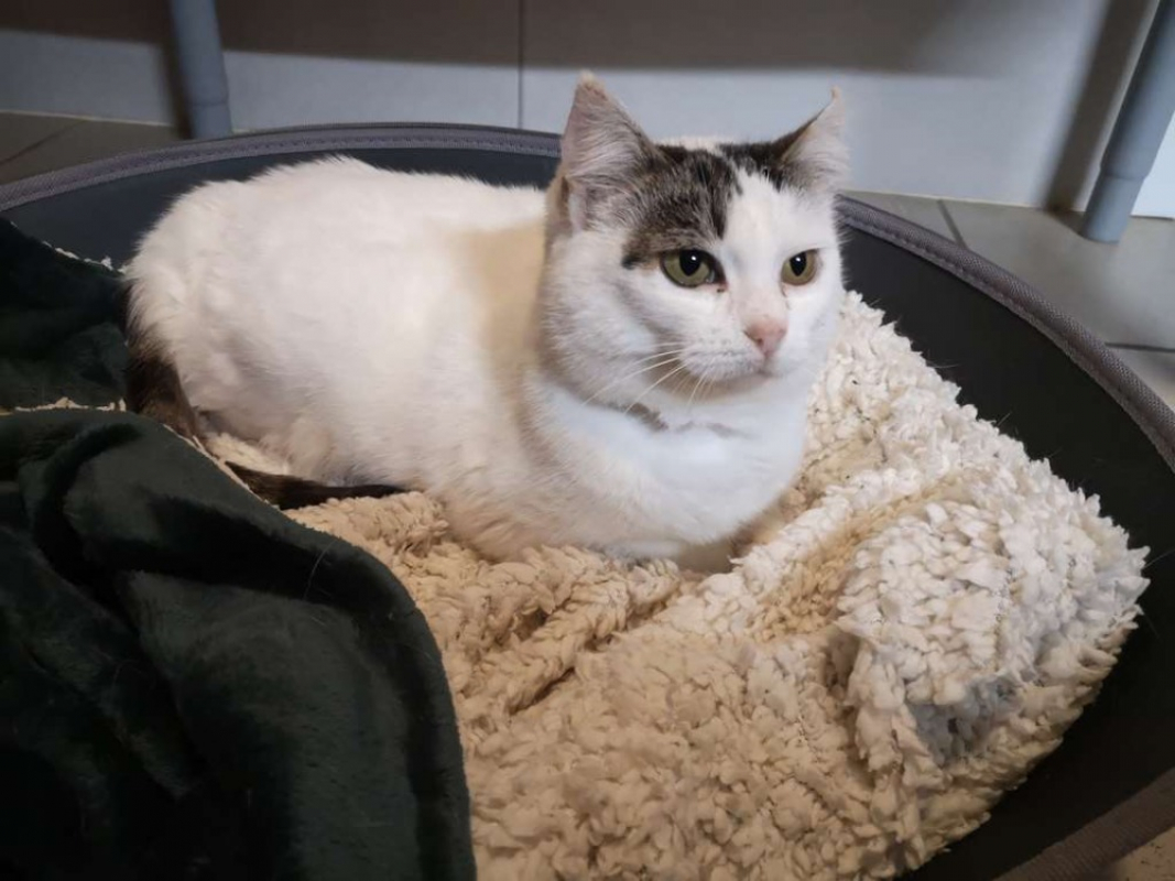 Photo #1 de Chantilly