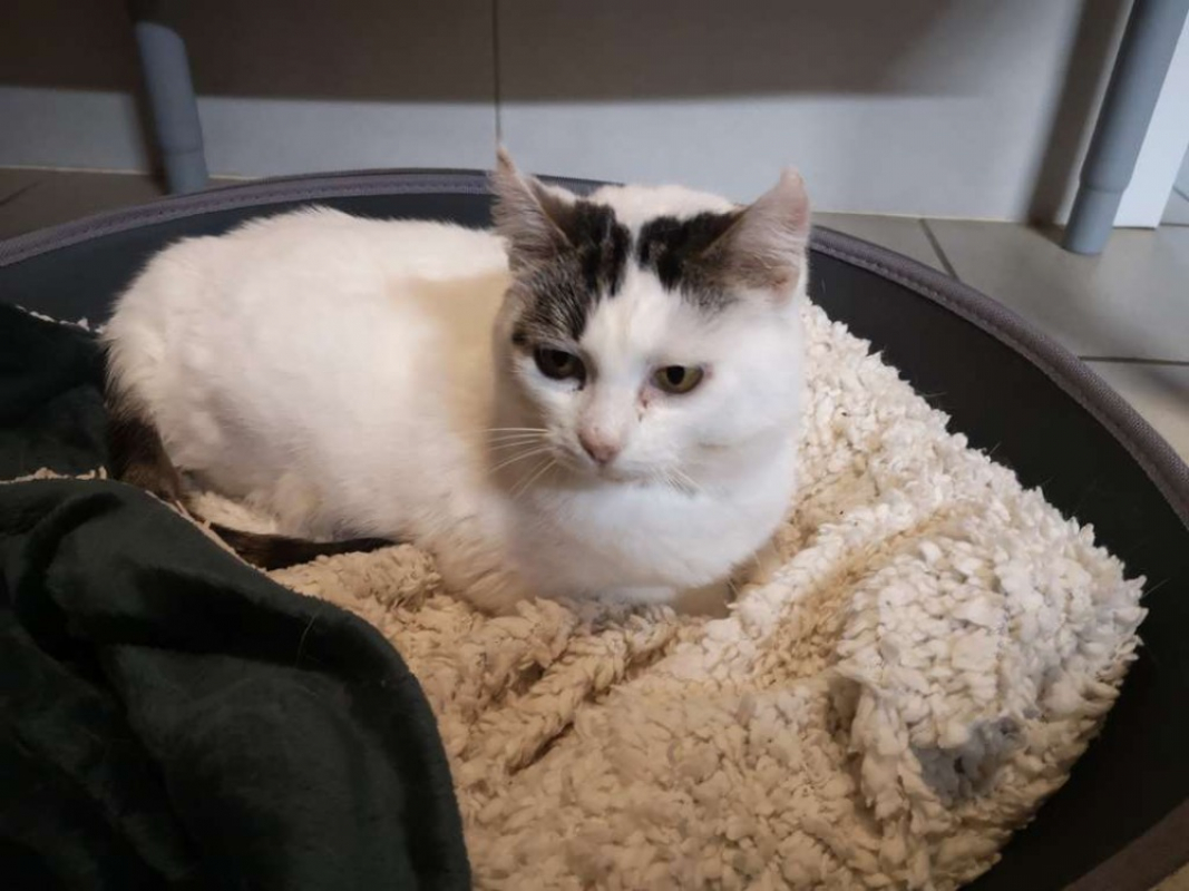 Photo #2 de Chantilly réservé