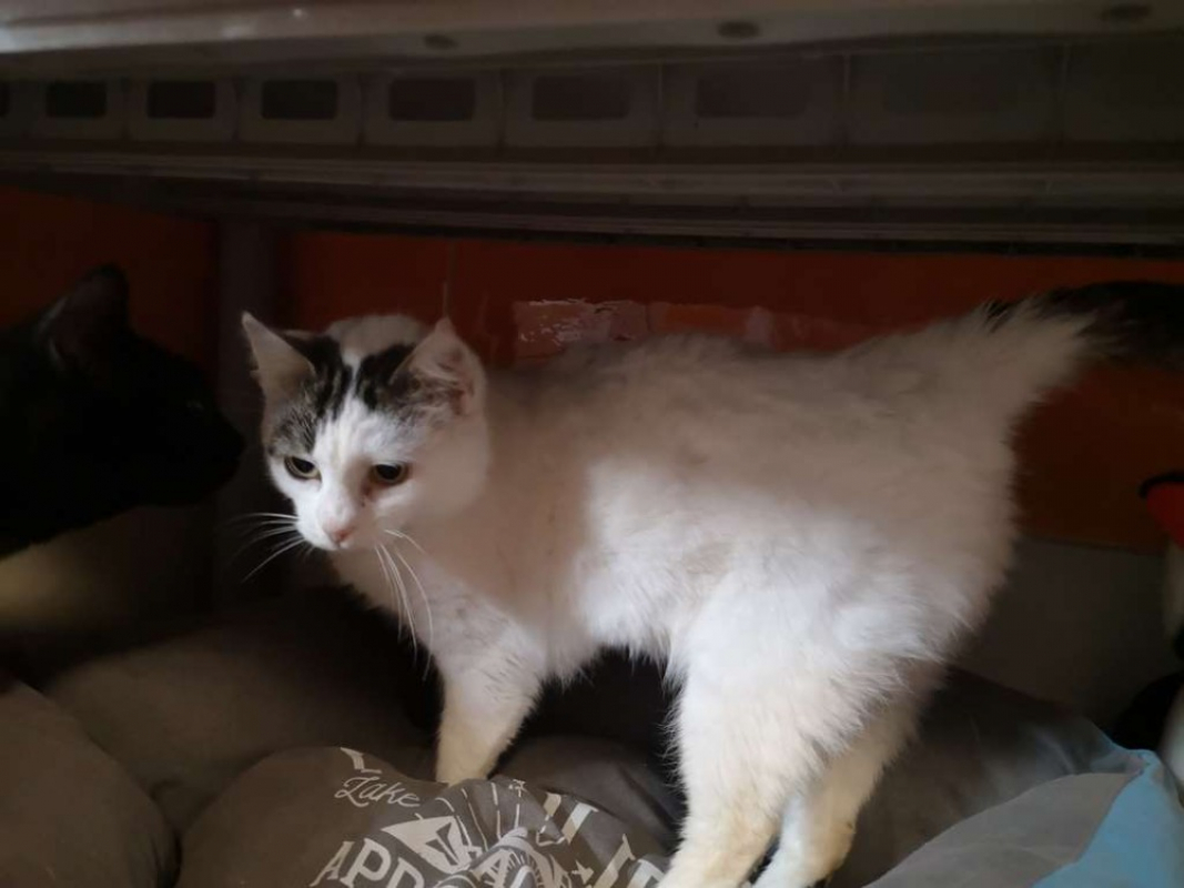 Photo #3 de Chantilly réservé