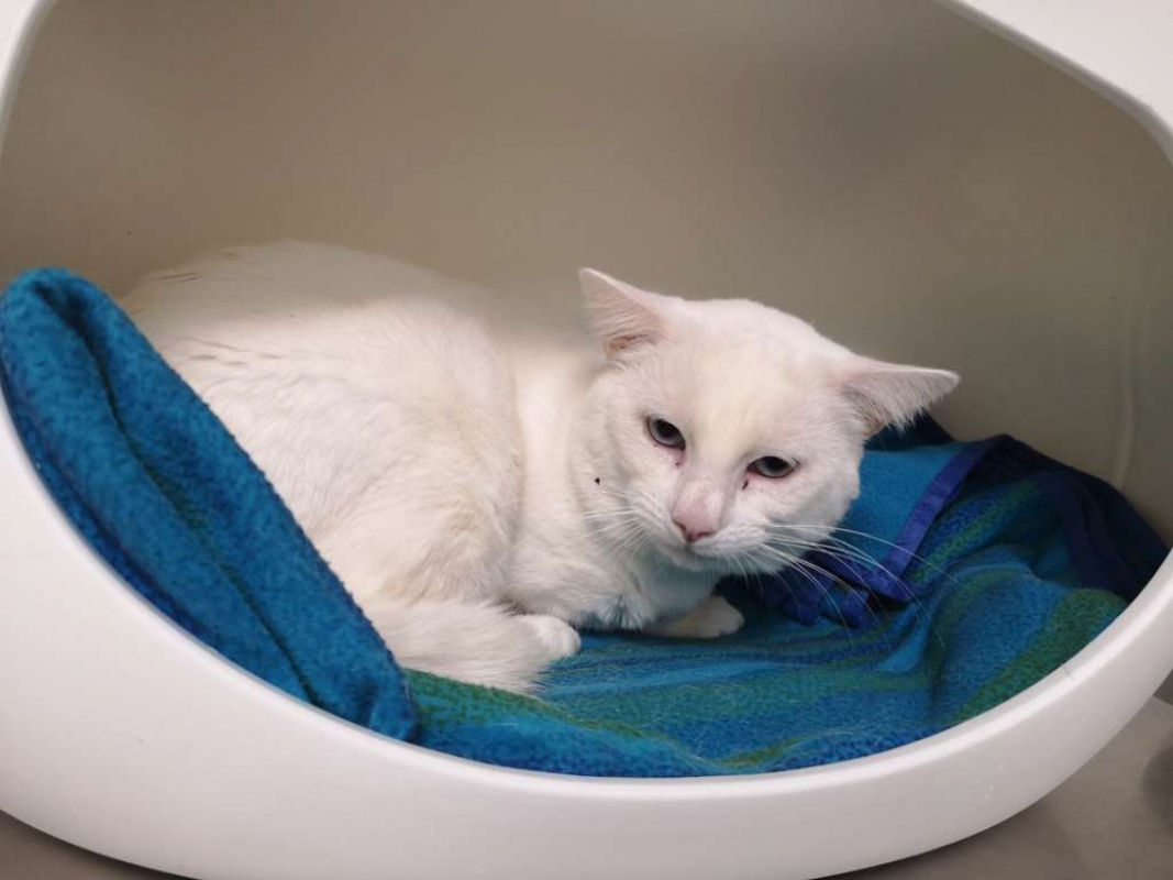 Photo #1 de Flocon réservé