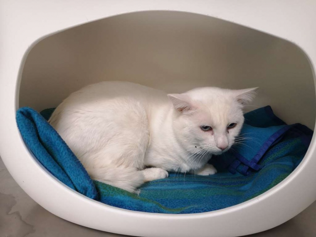 Photo #2 de Flocon réservé