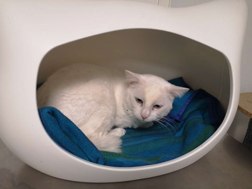 Photo #3 de Flocon réservé