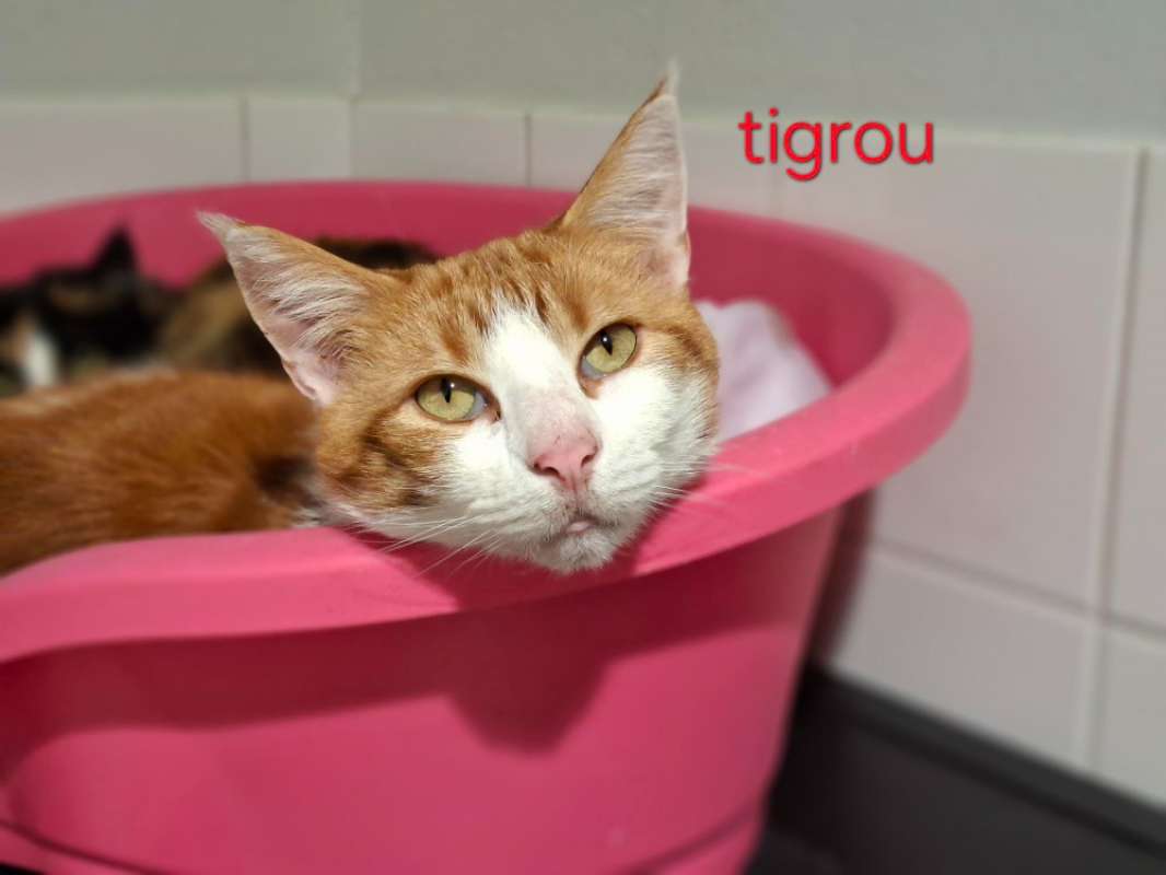 Photo #2 de Tigrou