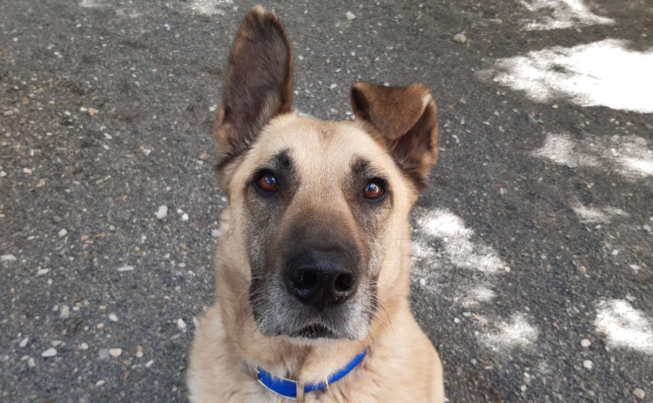 Parker - Chien à adopter