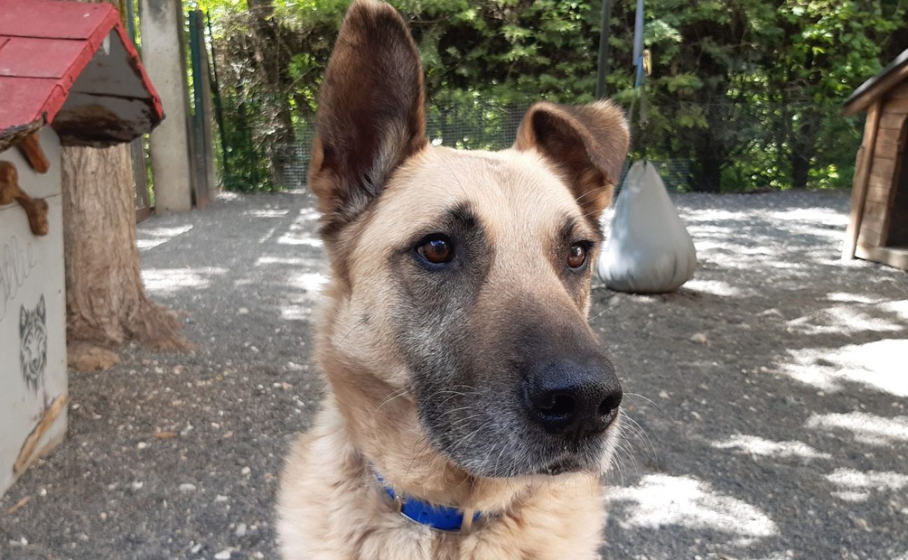 Parker - Chien à adopter - photo 2