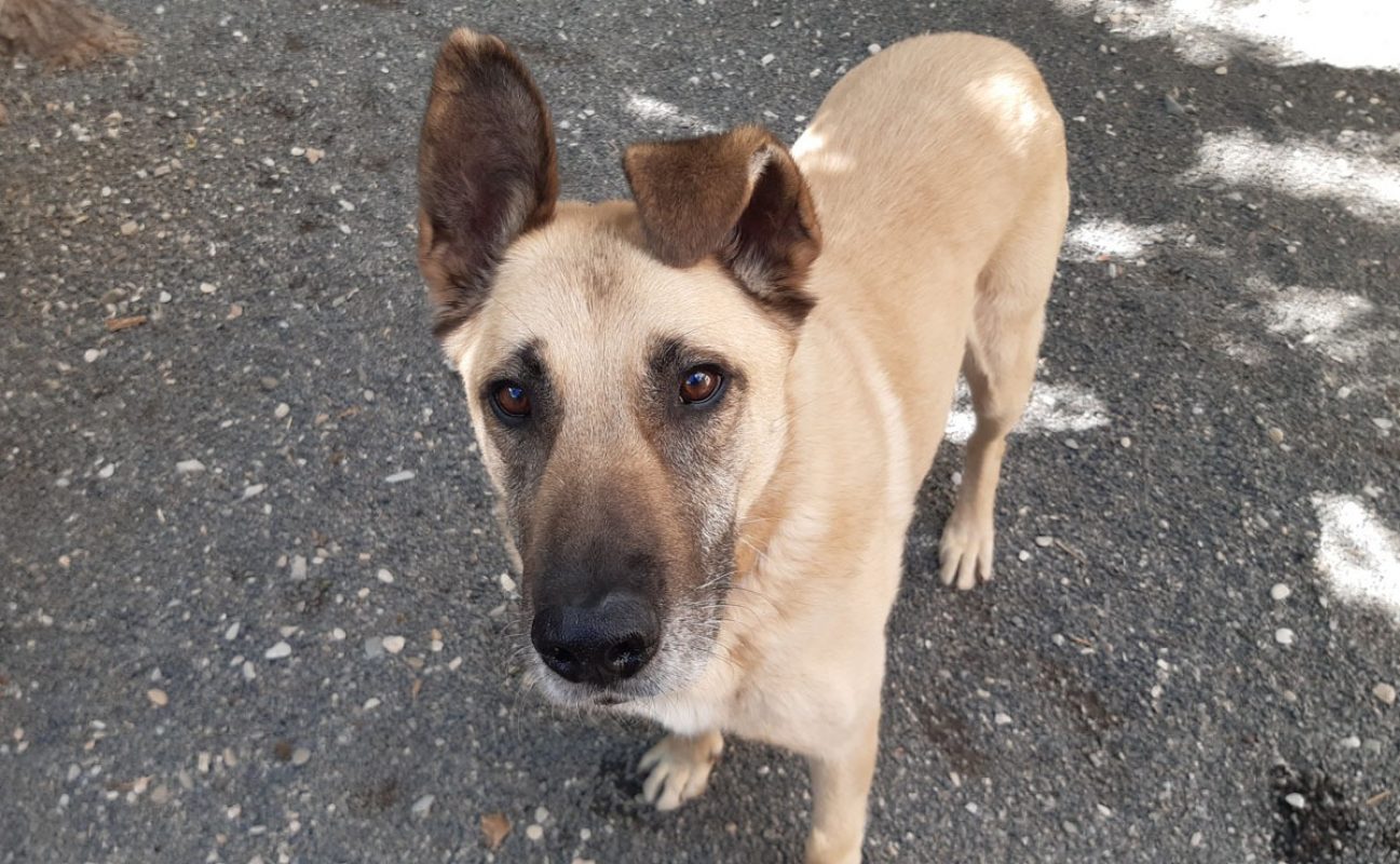 Parker - Chien à adopter - photo 3