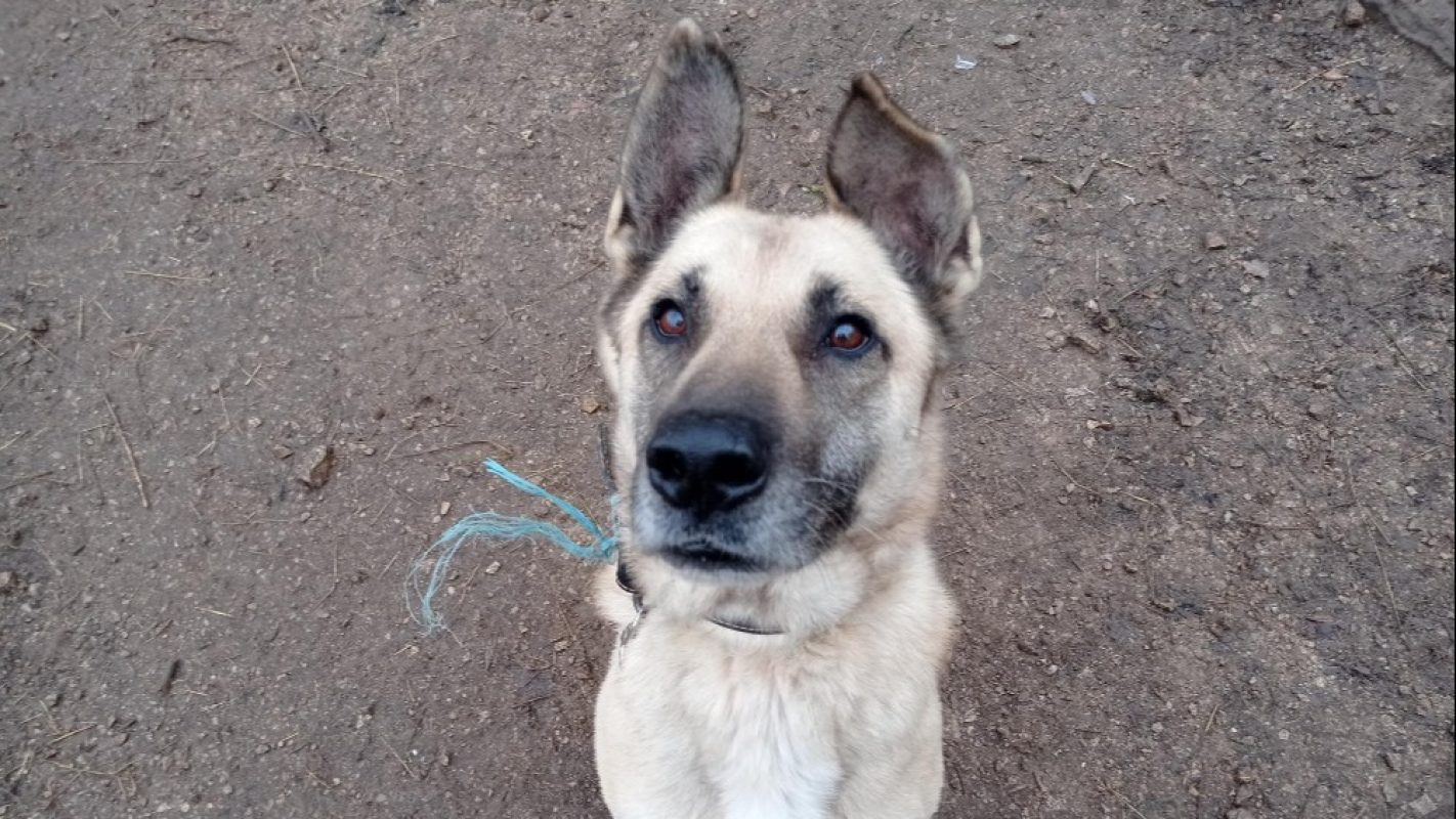 Parker - Chien à adopter - photo 4