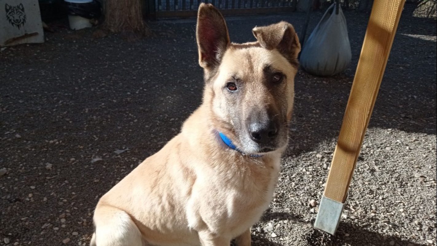 Parker - Chien à adopter - photo 5