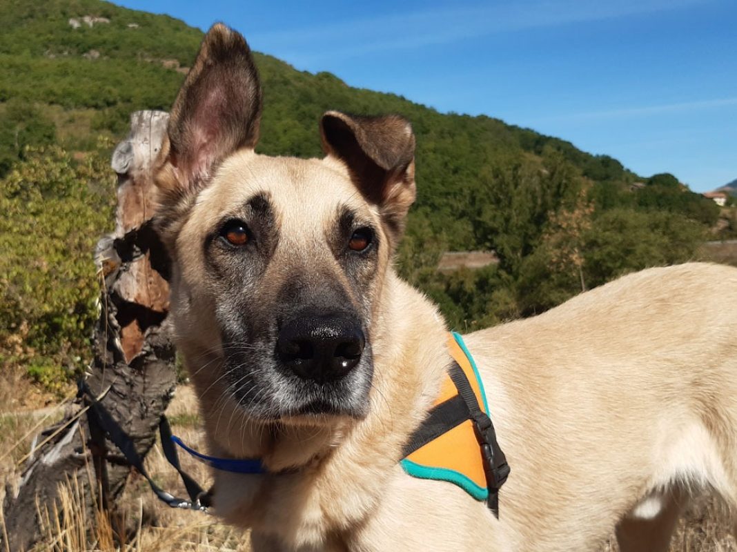 Parker - Chien à adopter
