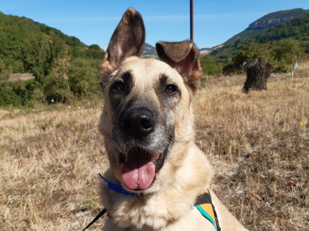 Parker - Chien à adopter - photo 2