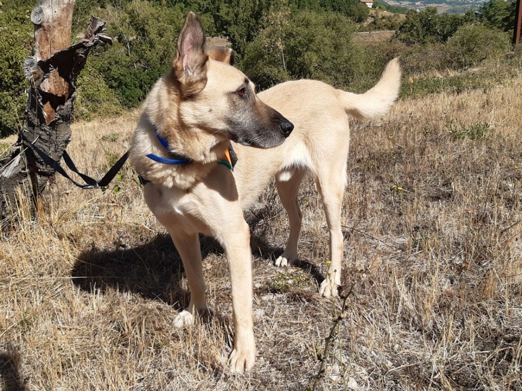 Parker - Chien à adopter - photo 3