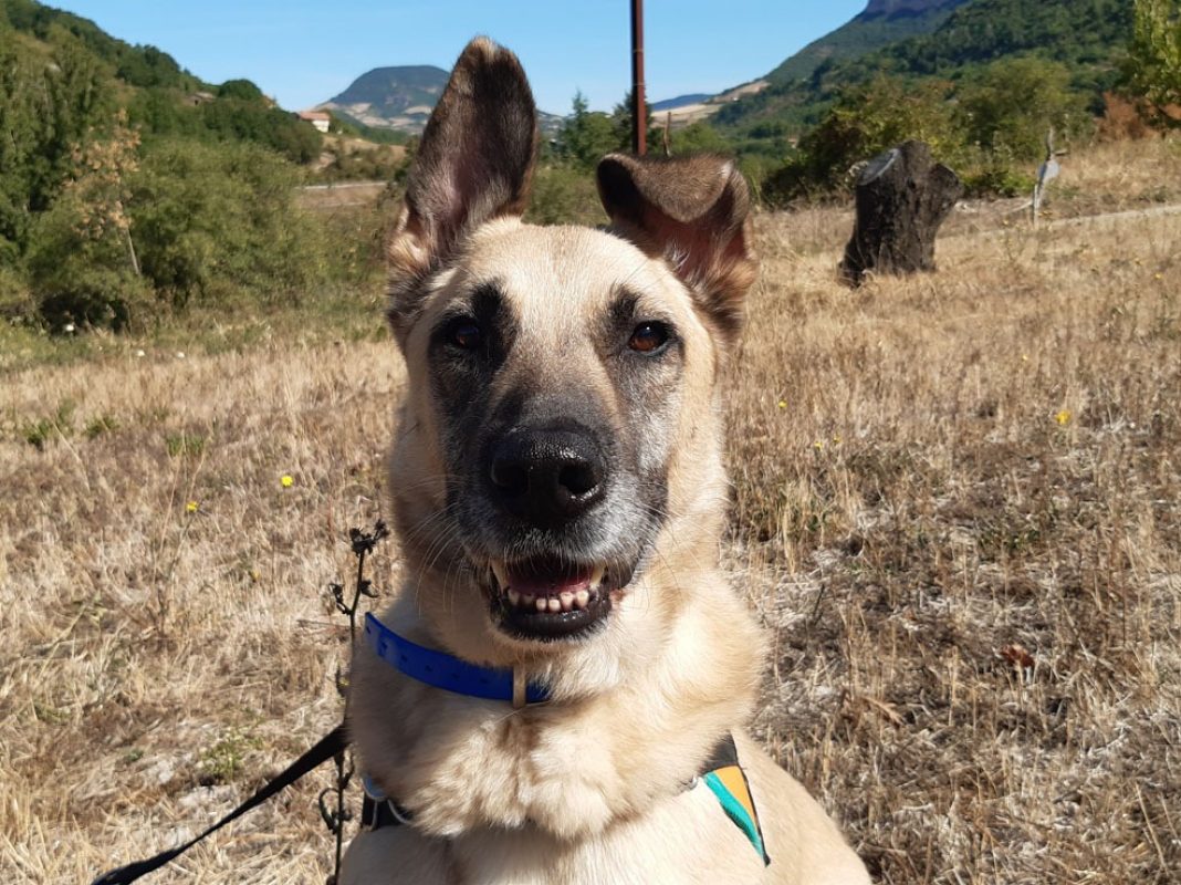Parker - Chien à adopter - photo 4