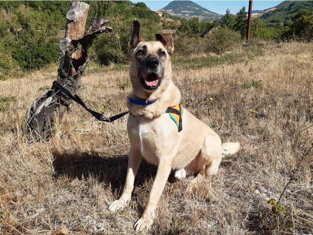 Parker - Chien à adopter - photo 5
