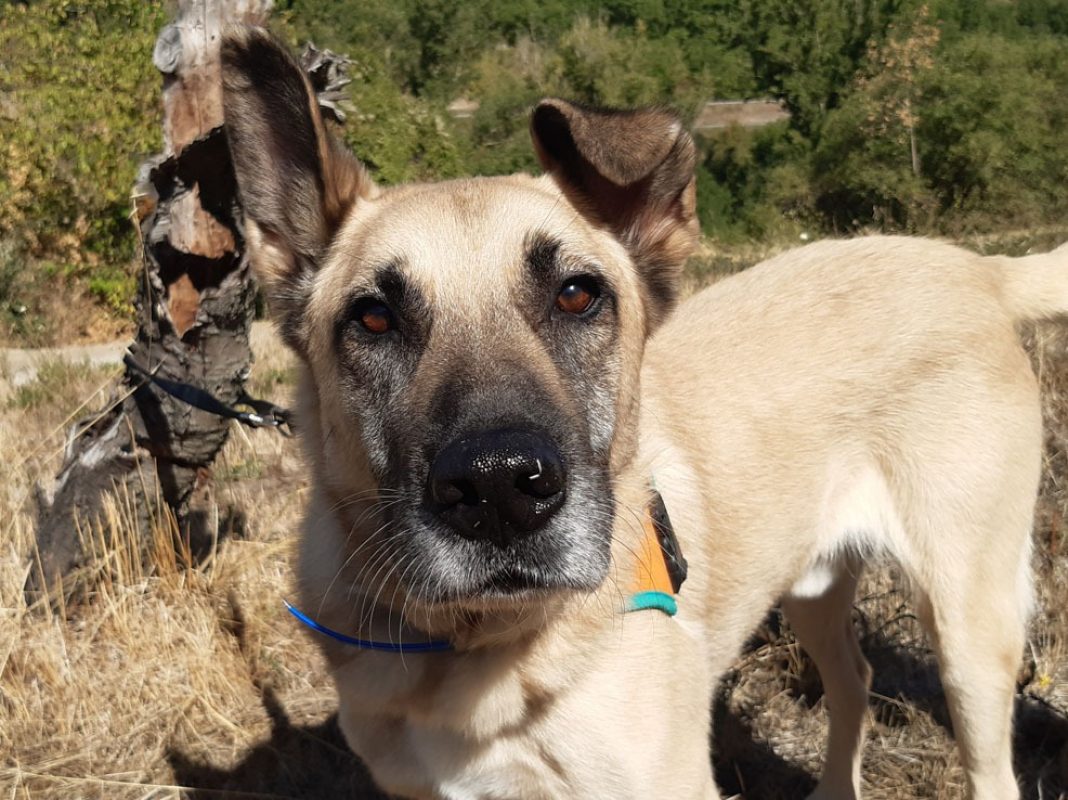 Parker - Chien à adopter - photo 6