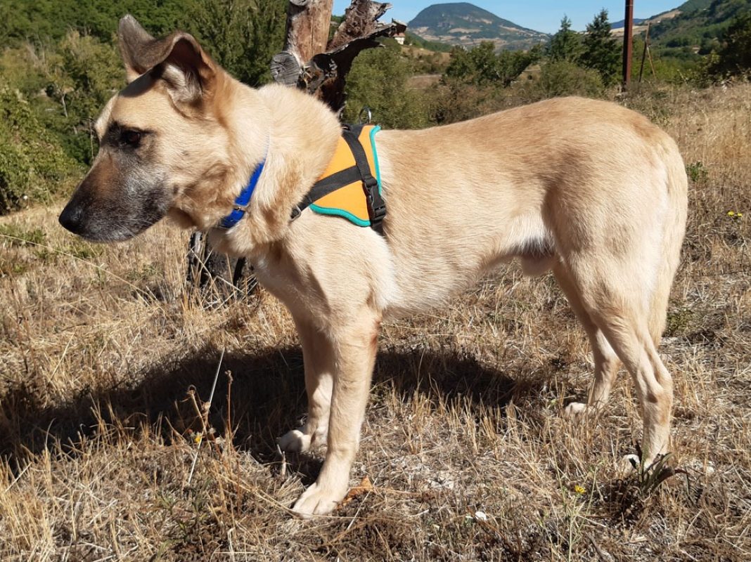 Parker - Chien à adopter - photo 7