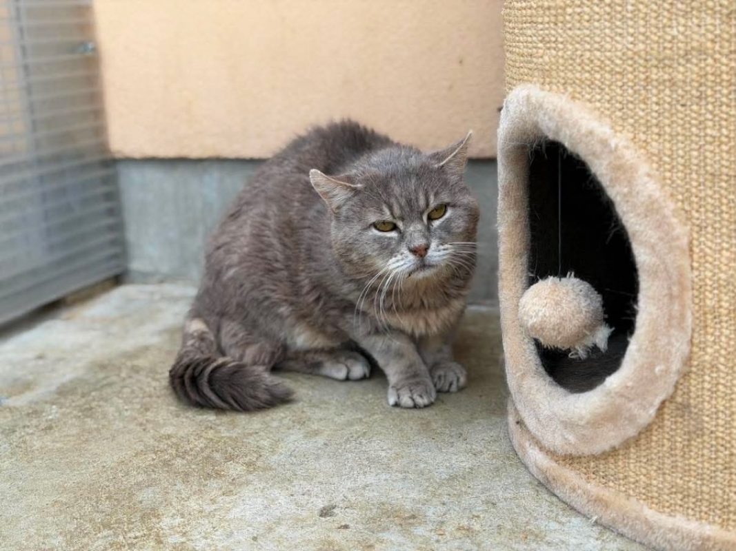 Gustave - Chat Européen à adopter