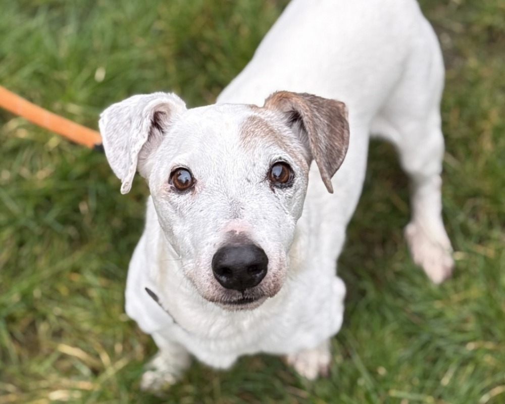 Photo #1 de Filibert