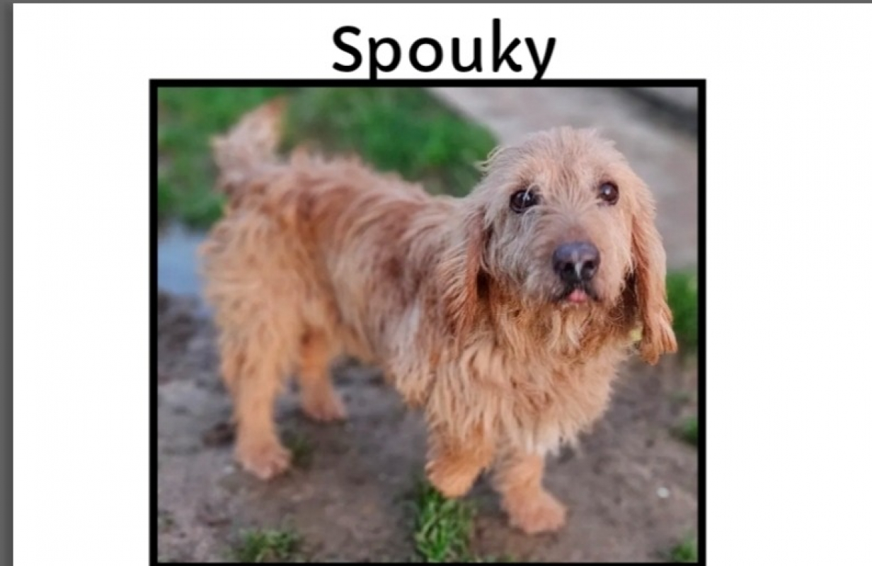 Photo de Spouky réservé