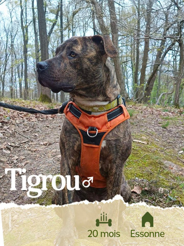 Photo #2 de TIGROU