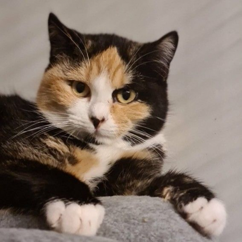 Photo #1 de MOUSSELINE