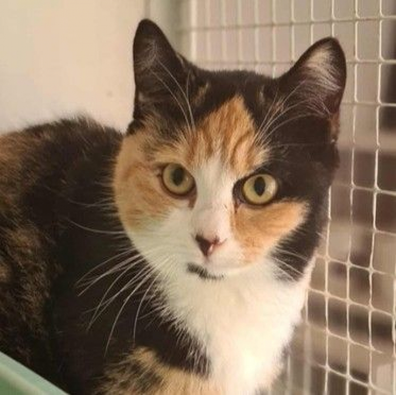 Photo #2 de MOUSSELINE