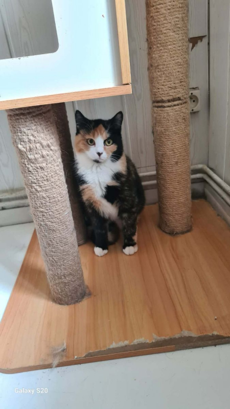 Photo #3 de MOUSSELINE