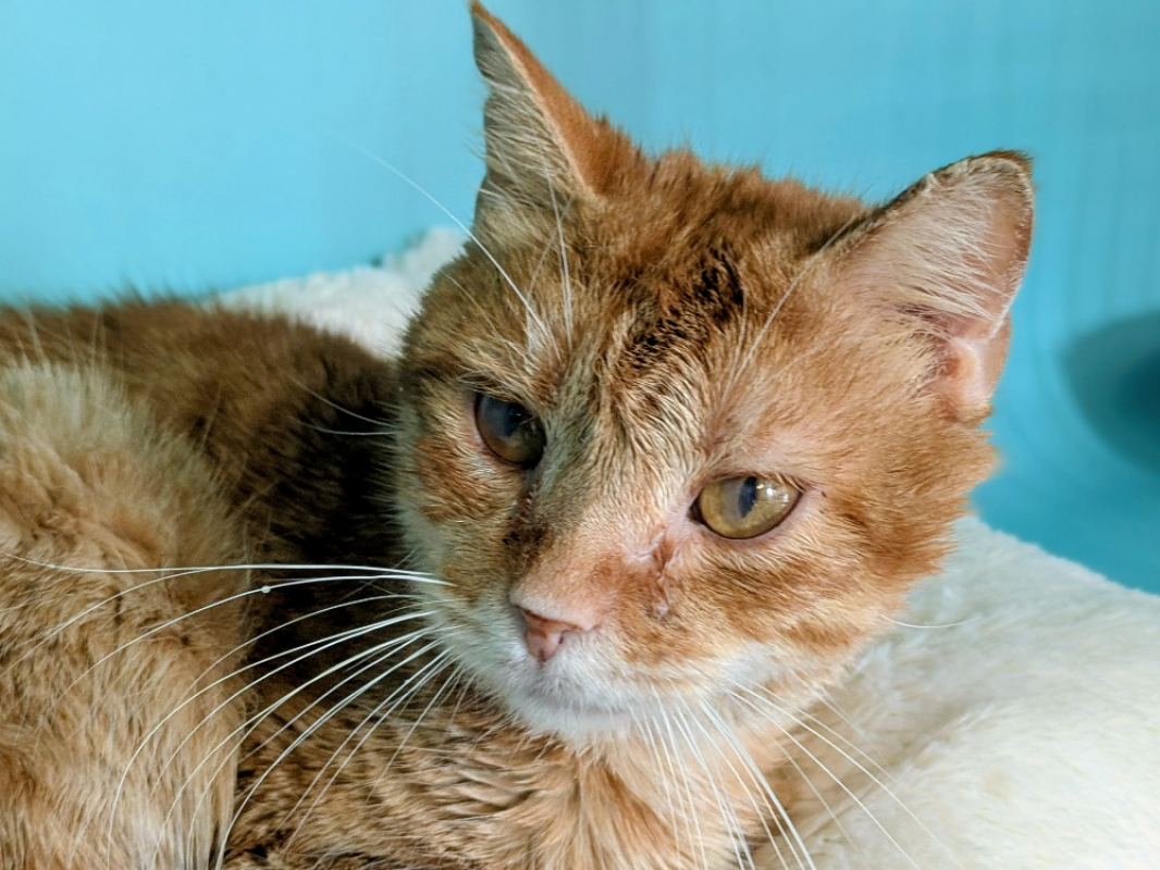 Photo #1 de Toulki recherche fr ou adoption